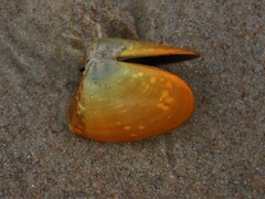 Latona deltoides