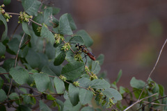 Sphex habenus