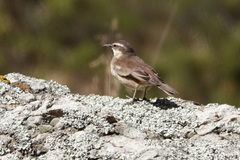 Cinclodes albiventris