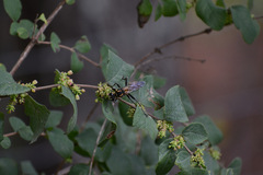 Sphex habenus
