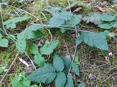 Rubus ursinus