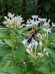 Xylocopa virginica virginica