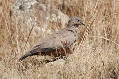 Metriopelia melanoptera