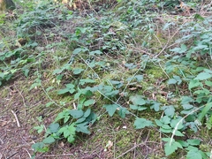 Rubus ursinus