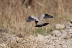 Metriopelia melanoptera