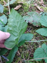 Rubus ursinus