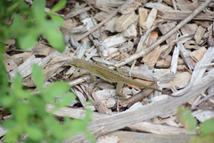 Anolis carolinensis