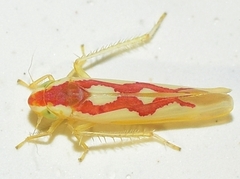 Zygina flammigera