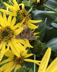 Autographa precationis