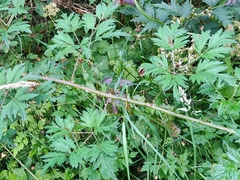 Rubus laciniatus