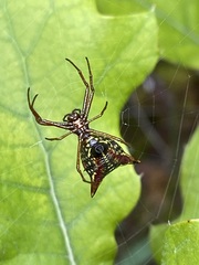 Micrathena sagittata