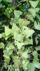 Persicaria perfoliata