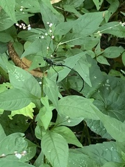 Pelecinus polyturator