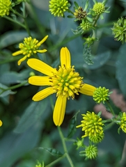 Verbesina alternifolia