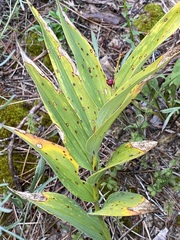 Maianthemum stellatum