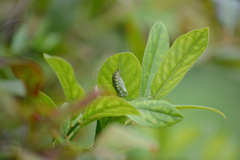 Euptoieta claudia