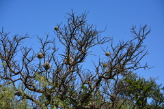 Geoffroea decorticans