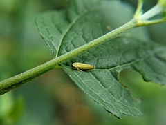 Graphocephala versuta