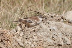 Cinclodes albiventris