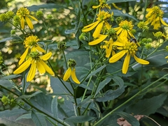 Verbesina alternifolia