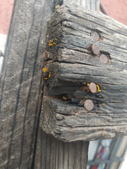 Dacrymyces spathularia