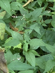 Pelecinus polyturator