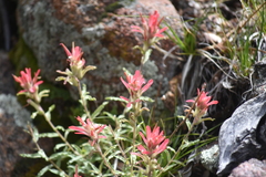 Castilleja martini