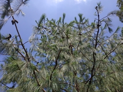 Pinus patula