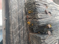 Dacrymyces spathularia