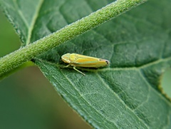 Graphocephala versuta