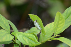 Euptoieta claudia