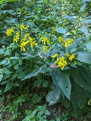 Verbesina alternifolia