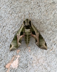 Eumorpha pandorus