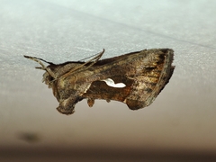 Macdunnoughia confusa
