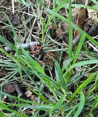 Pyrrhocoris apterus