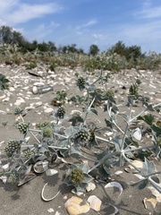 Eryngium maritimum