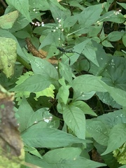 Pelecinus polyturator