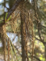 Alectoria sarmentosa