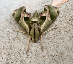 Eumorpha pandorus