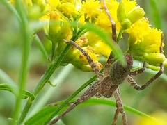 Pisaurina mira