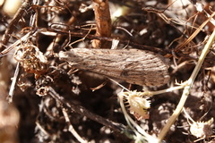 Nomophila noctuella