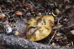 Suillus pseudobrevipes