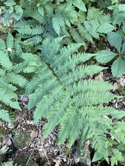 Dryopteris goldieana