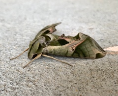 Eumorpha pandorus