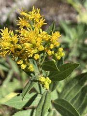 Solidago elongata