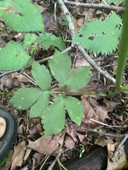 Cryptotaenia canadensis
