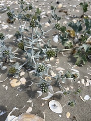 Eryngium maritimum