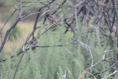 Saxicola rubicola