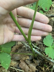 Cryptotaenia canadensis