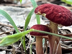 Baorangia bicolor